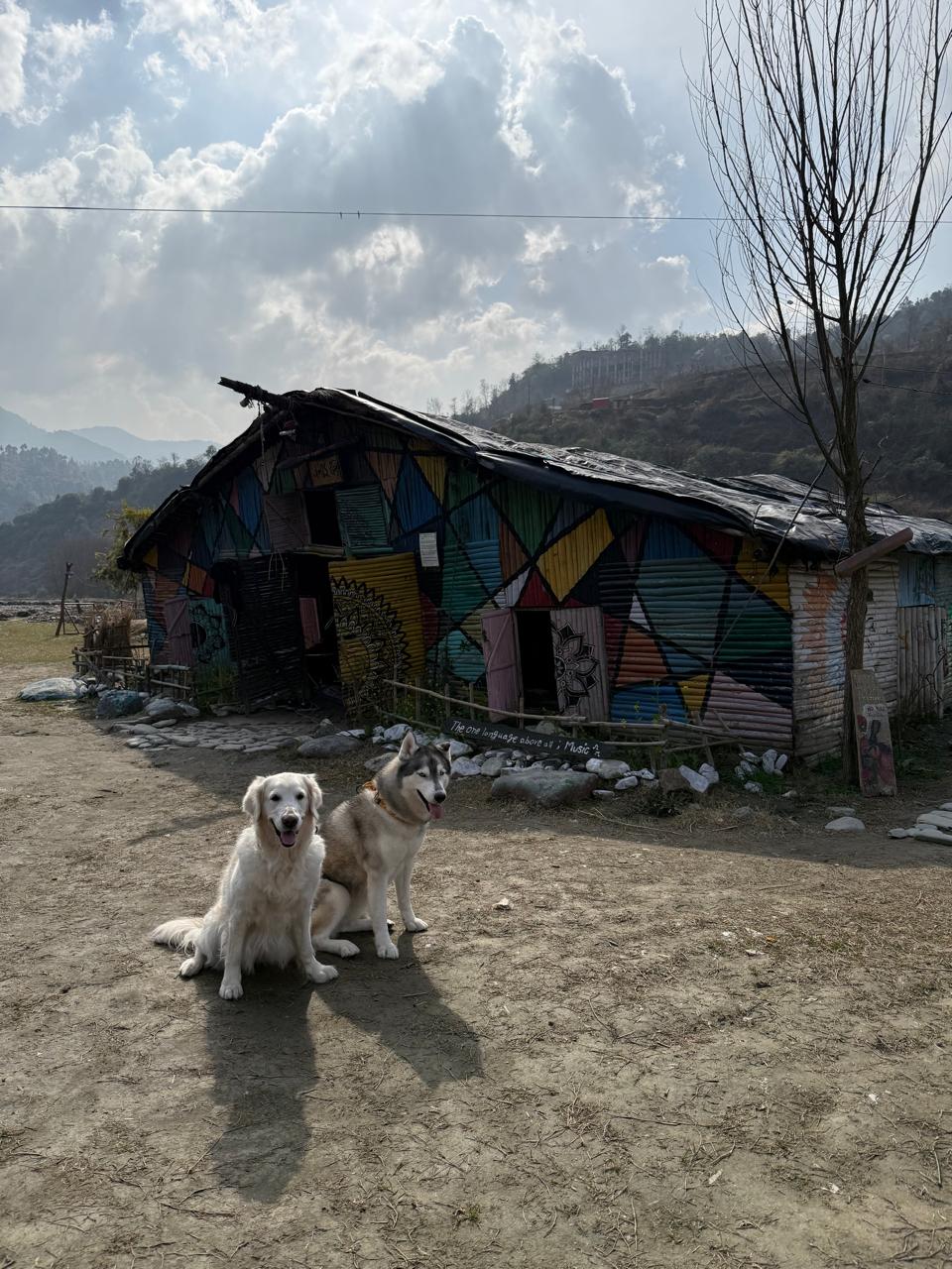 Two homestay dogs — a golden retriever and a husky — sitting in front of a colourfully painted riverside shack near Ashwani Khad
