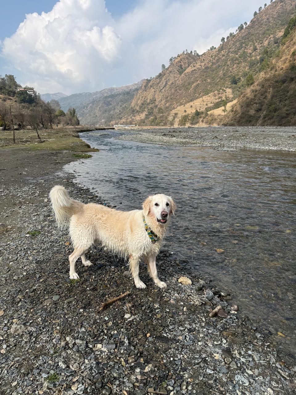A wet golden retriever standing on the pebbled bank of the Ashwani river after a swim, with the valley ridge behind