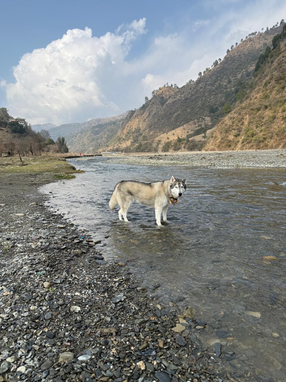 A husky standing in the shallow waters of the Ashwani river, sun-lit hills and a bright cumulus cloud rising in the background