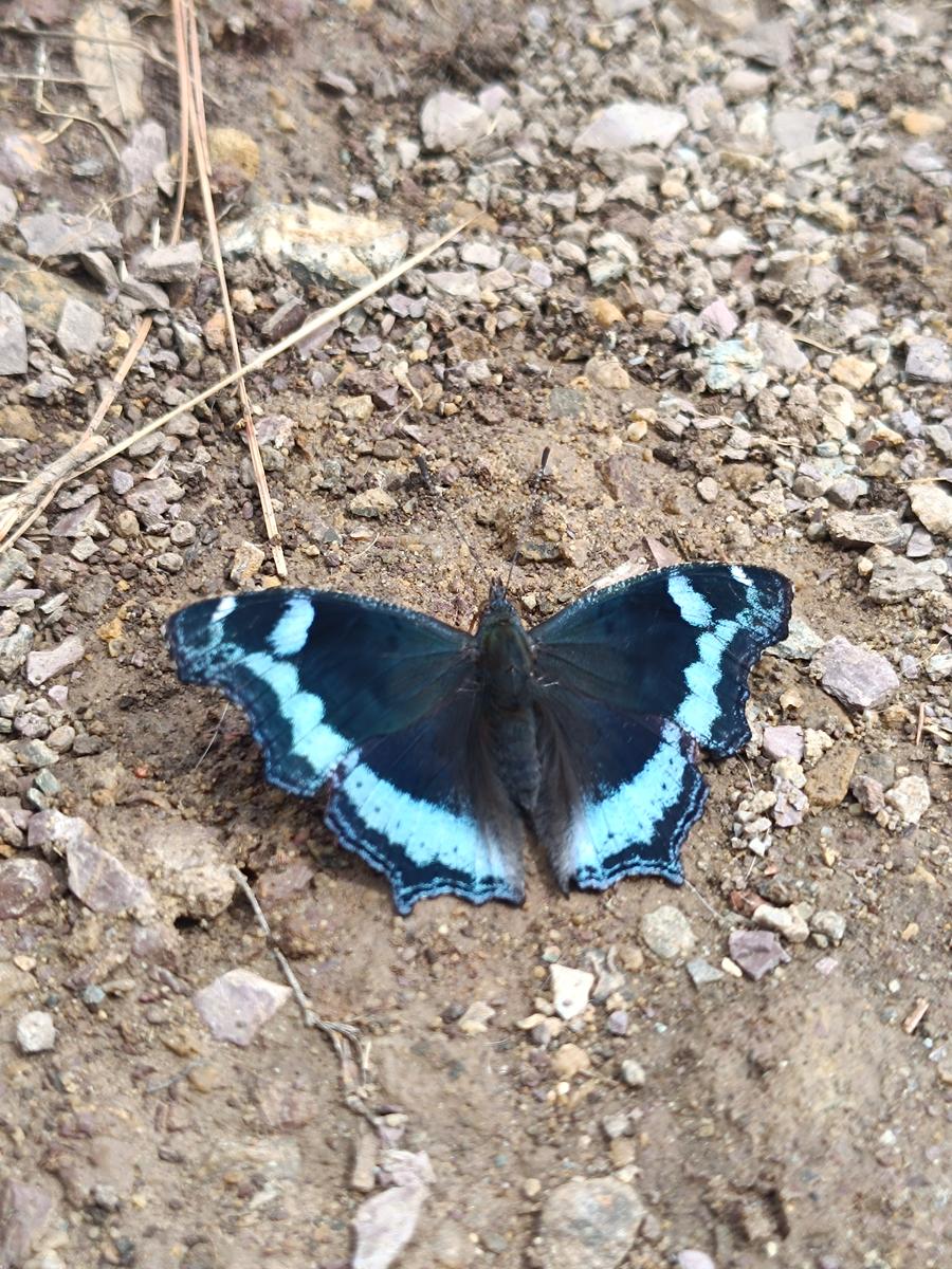 Blue admiral butterfly on the trail