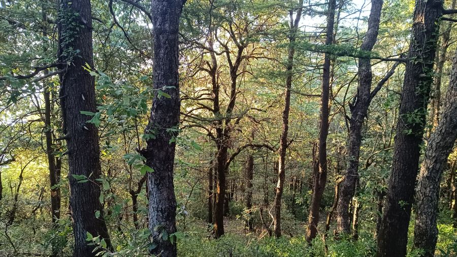 Forest trail through tall oaks