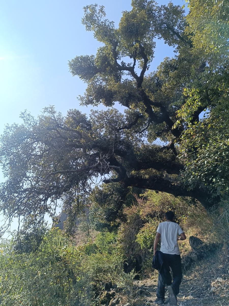 A hiker passes under a giant twisted oak on the fort trail