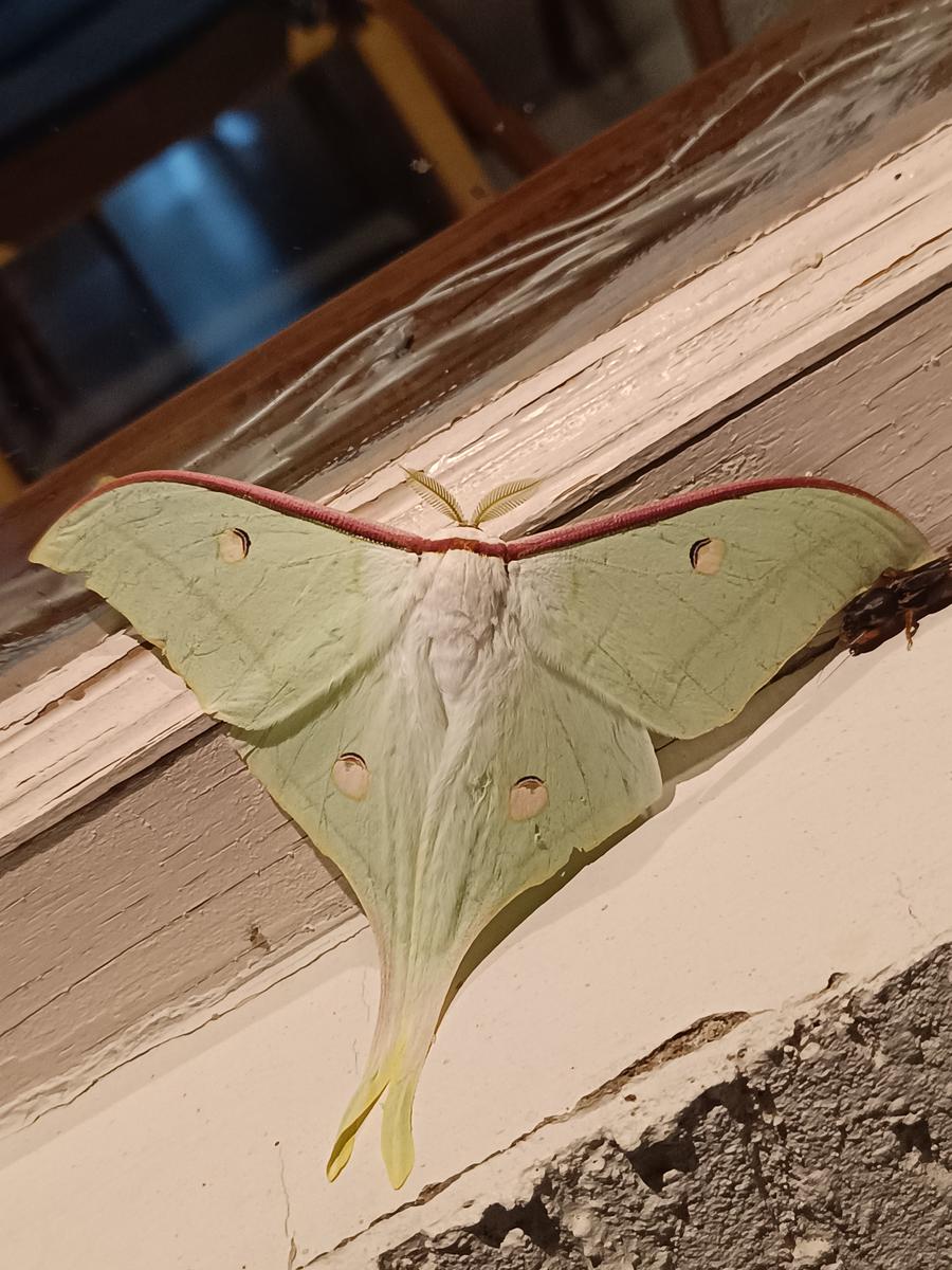A luna moth visits the homestay at night