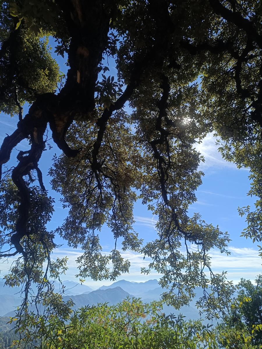 Layered Himachal ranges framed by an old oak