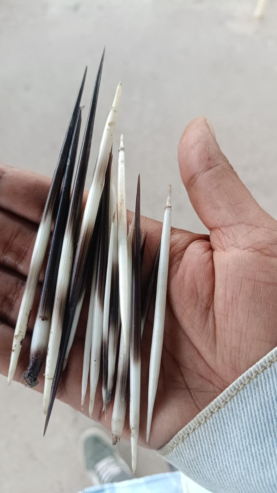 Porcupine quills found on a walk