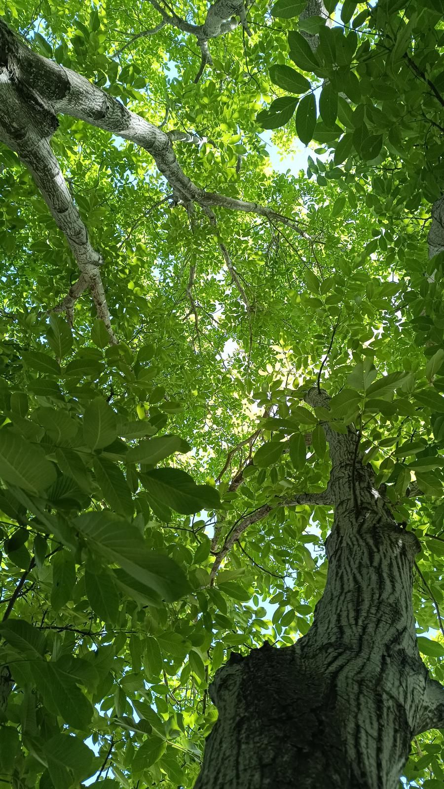 Walnut canopy looking up in spring