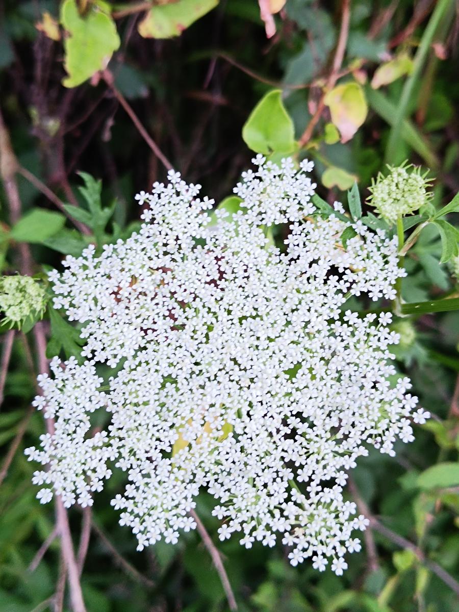 Queen Anne's lace among the underbrush